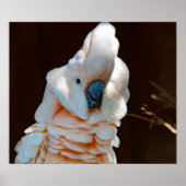 Moluccan Cockatoo Poster (Vorne)