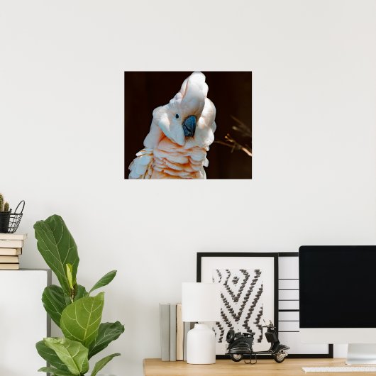 Moluccan Cockatoo Poster (Heimbüro)