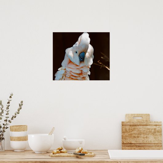 Moluccan Cockatoo Poster (Küche)