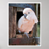 Moluccan Cockatoo Poster (Vorne)