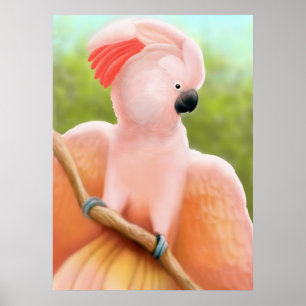Moluccan Cockatoo Poster
