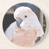 Moluccan Cockatoo Untersetzer (Vorne)