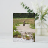 Mom!! Brooks Falls Alaska Postkarte (Stehend Vorderseite)