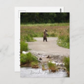 Mom!! Brooks Falls Alaska Postkarte (Vorne/Hinten)