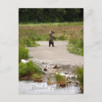 Mom!! Brooks Falls Alaska