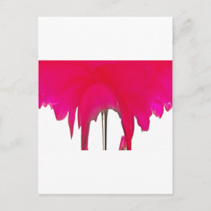 Moment erobert: Eine Rote Rose Petal Elegance Postkarte