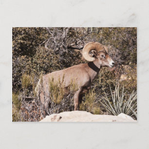 Momentane Pause Postkarte