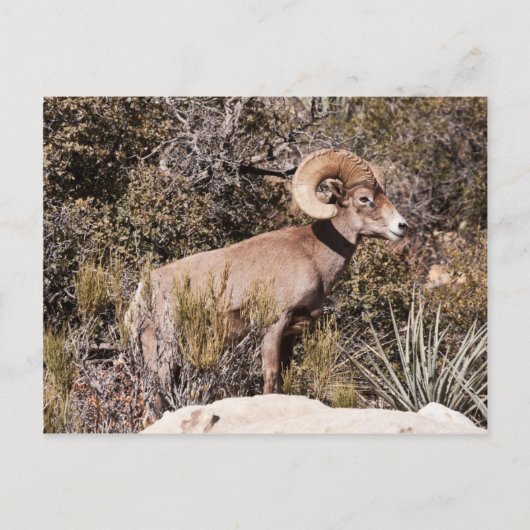 Momentane Pause Postkarte (Vorderseite)