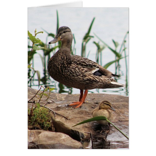 Momma & Baby 2 (Vorne)