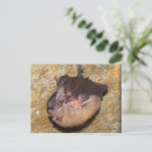 Momma Bat & Babies Postkarte (Stehend Vorderseite)