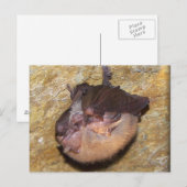 Momma Bat & Babies Postkarte (Vorne/Hinten)