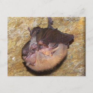 Momma Bat & Babies Postkarte