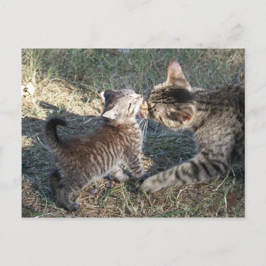 Momma cleans Baby Postkarte (Vorderseite)