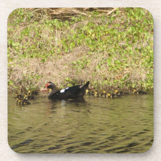 Momma Muscovy and Baby Ducks Cork Untersetzer