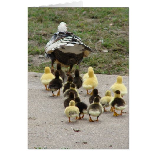 Momma Muscovy führt ihre Ducklings (Vorne)
