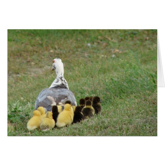 Momma Muscovy mit Ducklings (Vorderseite (Horizontal))