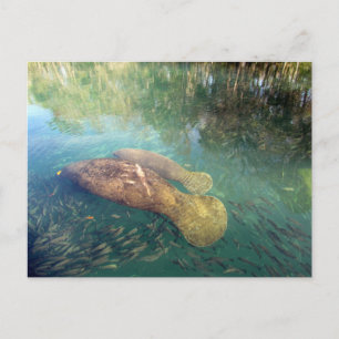 Momma und Baby Manatee Postkarte