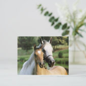 Mommy & Colt Postkarte (Stehend Vorderseite)