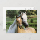 Mommy & Colt Postkarte (Vorne/Hinten)