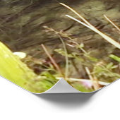 Mommy Duck Ducklings Naturofotografie Poster (Ecke)