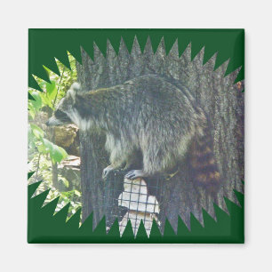 Mommy Raccoon über Suet Magnet
