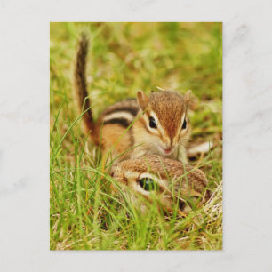 Mommy und Baby Chipmunk Postkarte