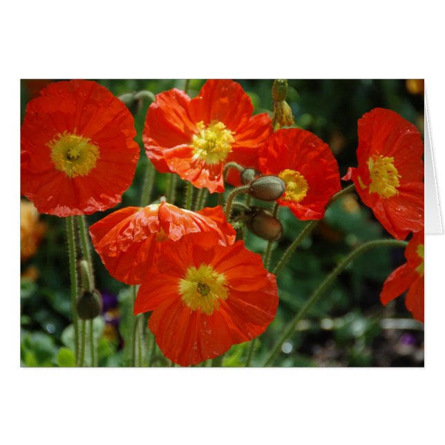 Mon Ame (Vorderseite (Horizontal))