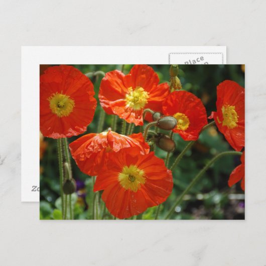 Mon Ame Postcard Postkarte (Vorne/Hinten)