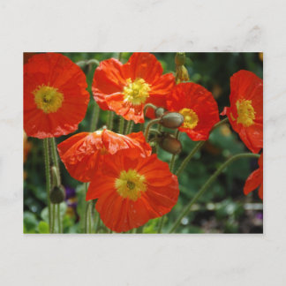 Mon Ame Postcard Postkarte