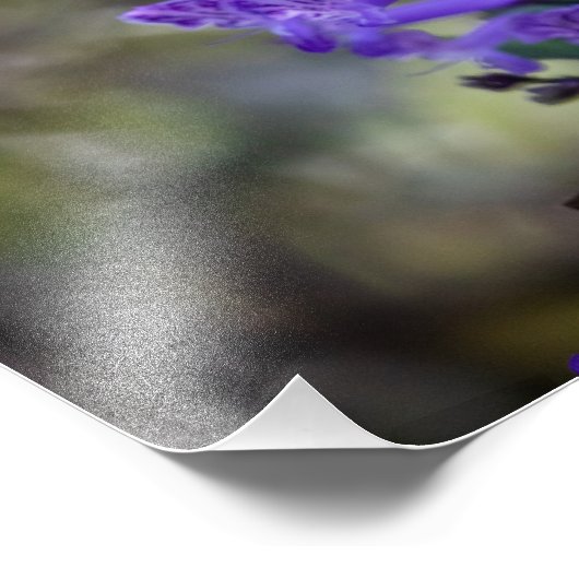 Mona Lavender Fotodruck (Ecke)