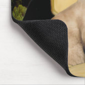 Mona Lisa - Siegel Point Siamese cat Mousepad (Ecke)