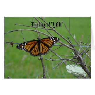 Monach offene Flügel, denkend an "SIE "