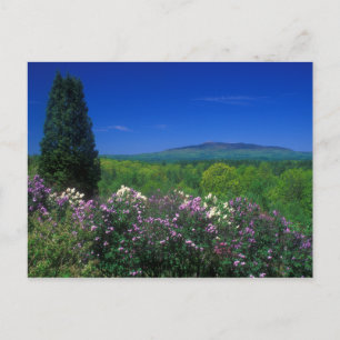 Monadnock von der Kathedrale der Pines Postkarte