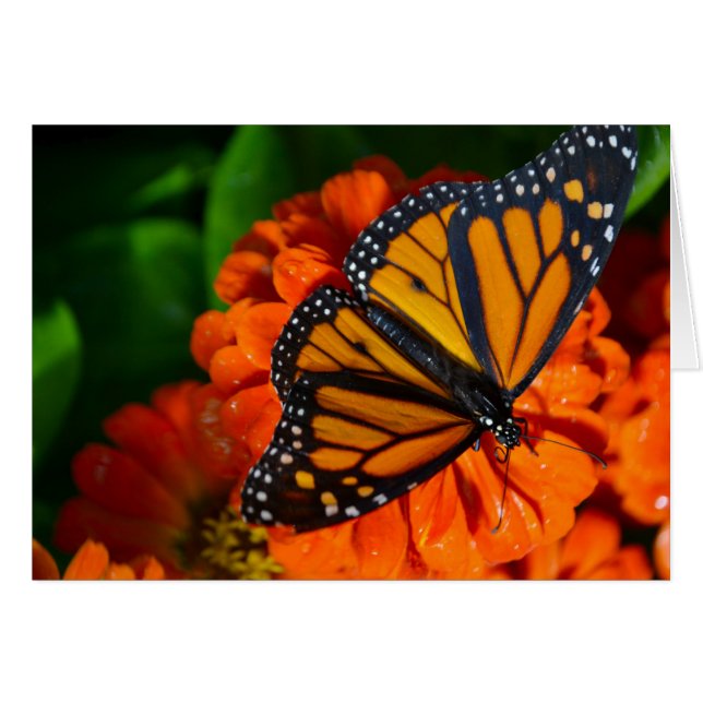 Monarch (Vorderseite (Horizontal))