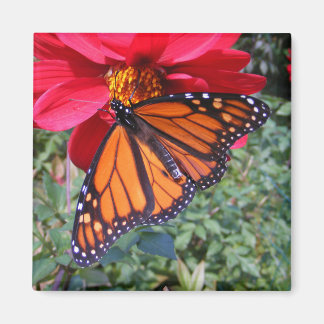 Monarch 4 ~ Magnetmagnet Magnet