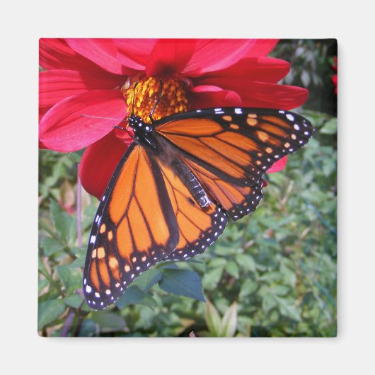 Monarch 4 ~ Magnetmagnet Magnet (Vorne)