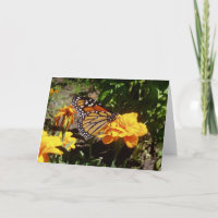 "Monarch at lunch" - Brunnen-Karte