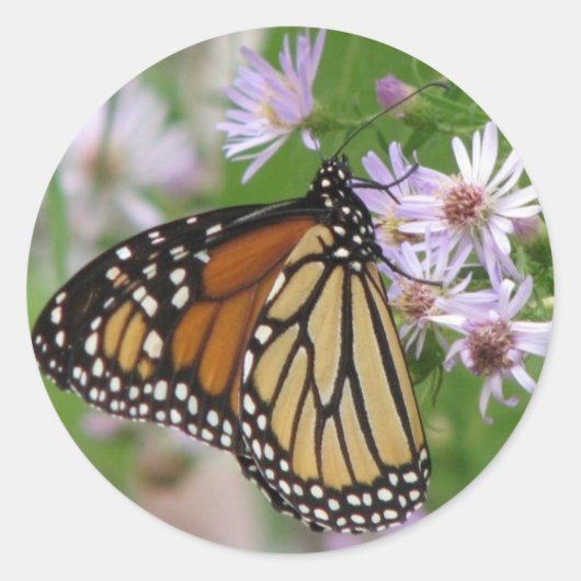 Monarch auf Asters-Sticker Runder Aufkleber (Vorderseite)