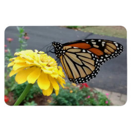 Monarch auf dem Gelben Zinnia-Foto Magnet