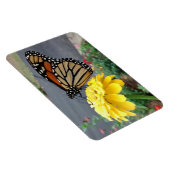 Monarch auf dem Gelben Zinnia-Foto Magnet (Rechte Seite)