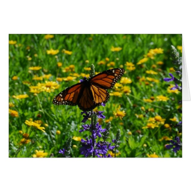 Monarch auf der Wiese (Vorderseite (Horizontal))