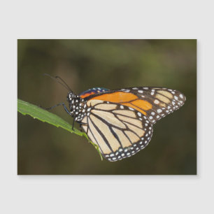Monarch auf einem Blatt Magnetkarte
