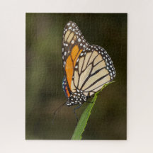 Monarch auf einem Blatt