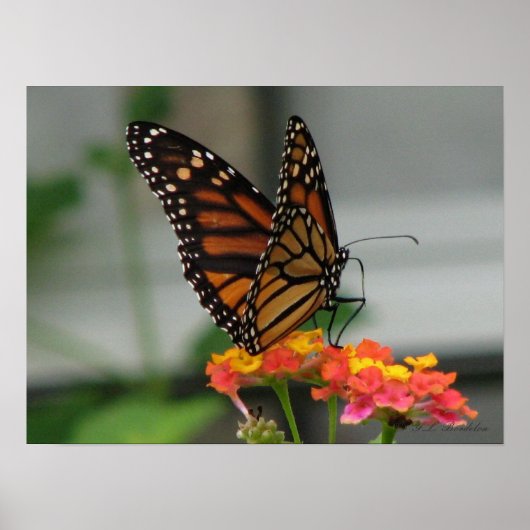 Monarch auf Lantana Poster (Vorne)
