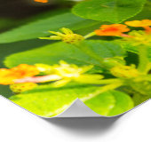 Monarch auf Lantana Poster (Ecke)