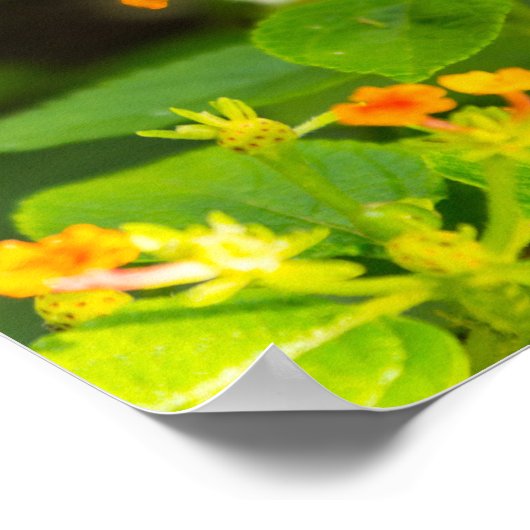 Monarch auf Lantana Poster (Ecke)