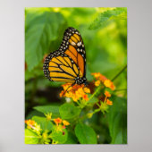 Monarch auf Lantana Poster (Vorne)