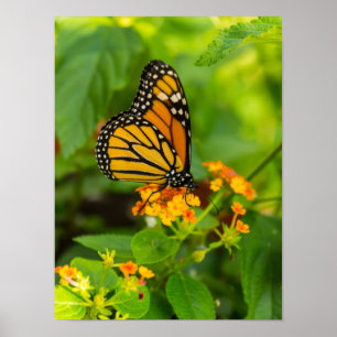 Monarch auf Lantana Poster