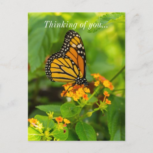 Monarch auf Lantana Postkarte (Vorderseite)