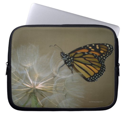 Monarch auf Löwenzahn Laptopschutzhülle (Vorderseite)